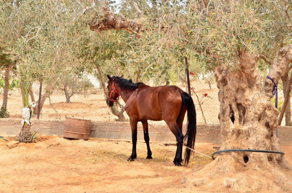Aghir House | Ranch Tanit Djerba