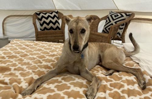 Khatt Other | Naseem Farm Escape - dog-friendly camp site