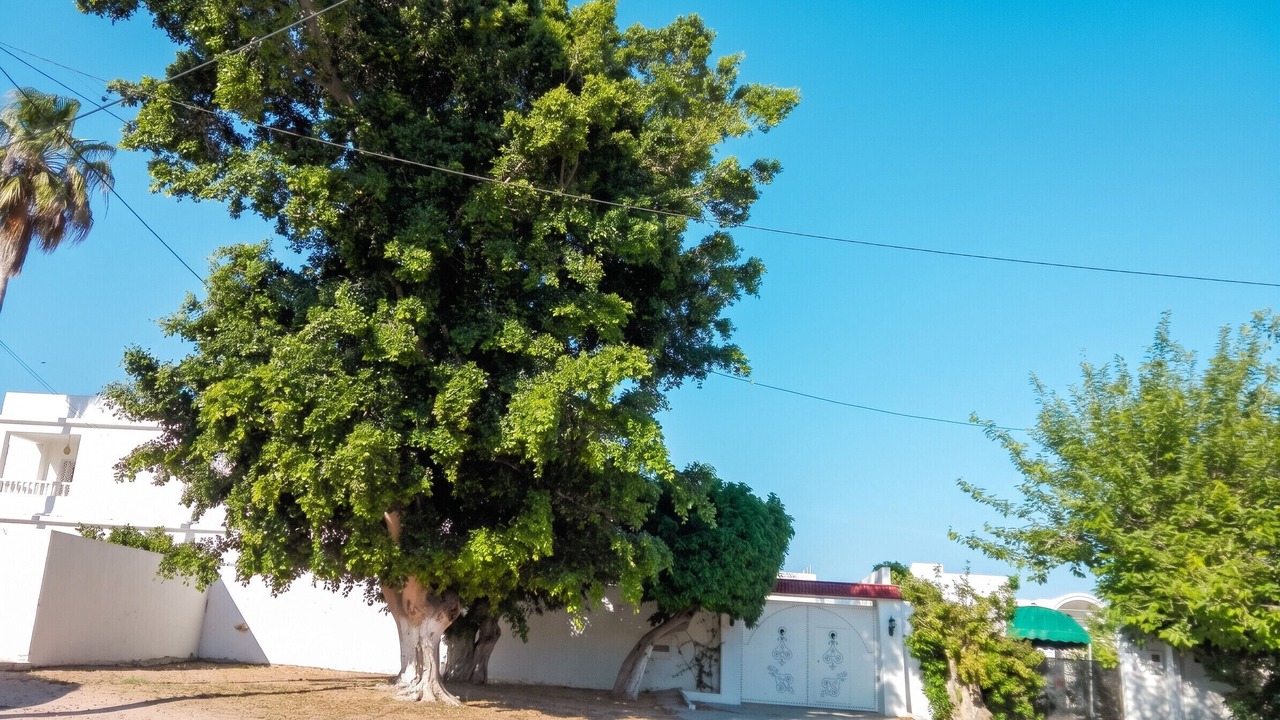 Photo of Outdoor in Hammamet Sud