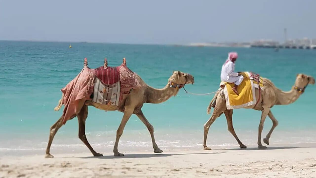 Photo of Others in Dubai Marina