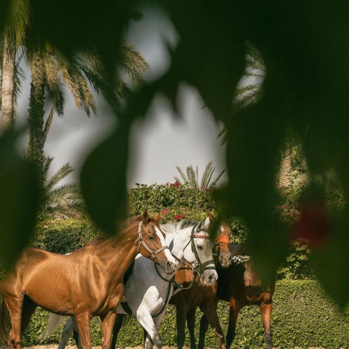 Photo of Others in Dubai