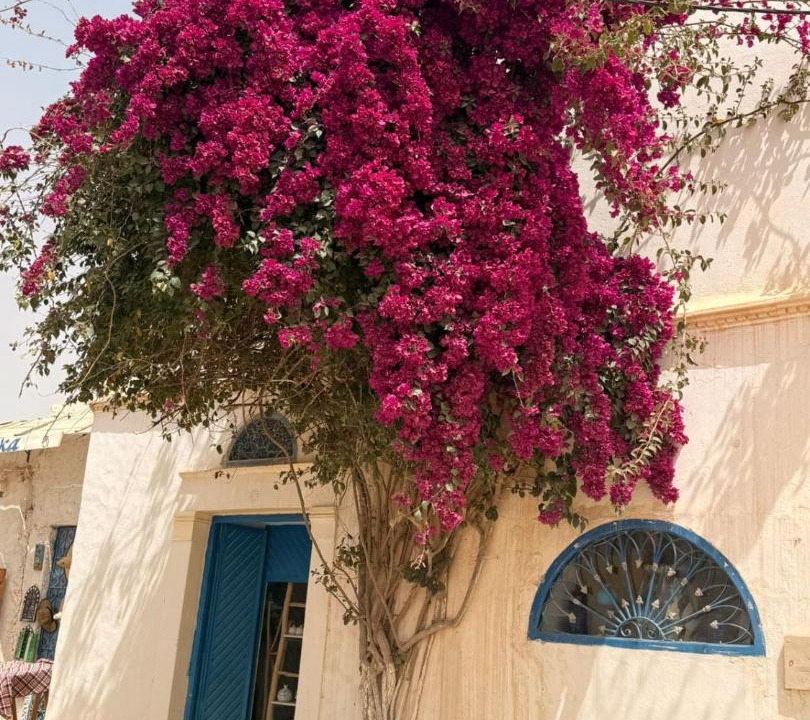 Photo of Others in Erriadh