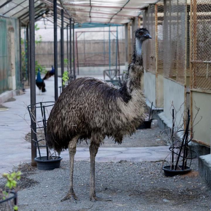 Photo of Others in Ras Al Khaimah