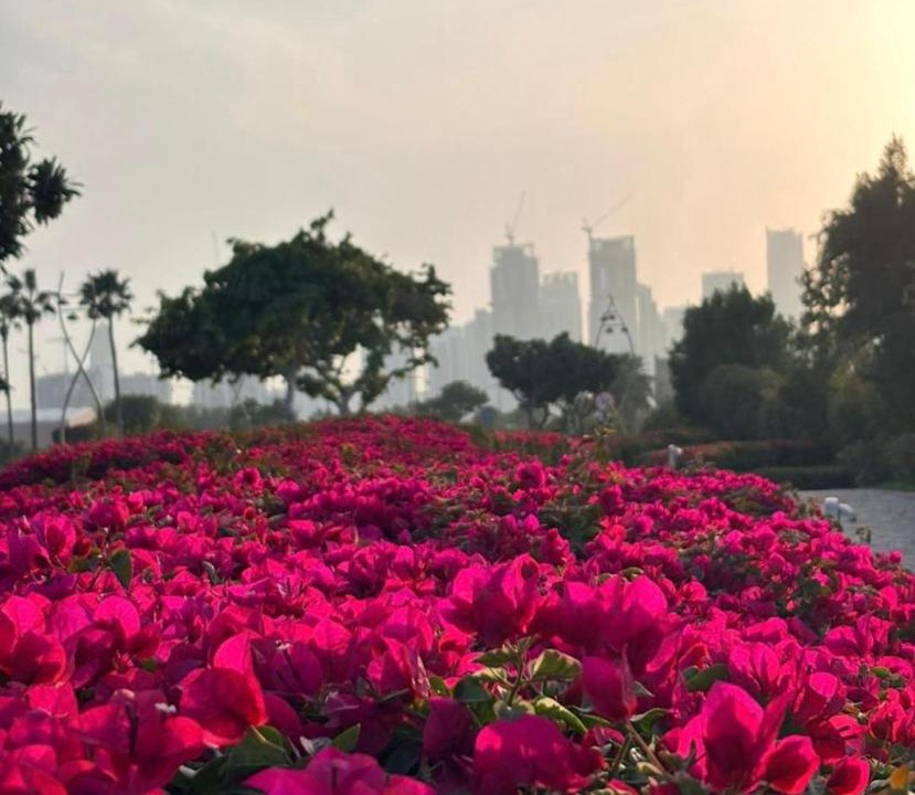 Photo of Others in Madinat Zayed