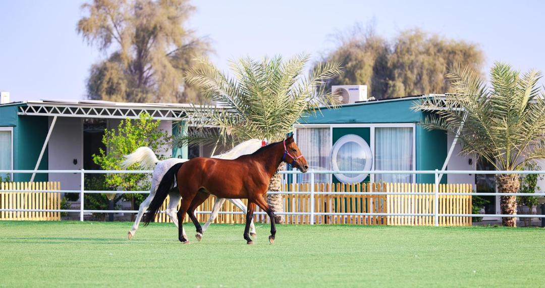 Photo of Others in Ras Al Khaimah