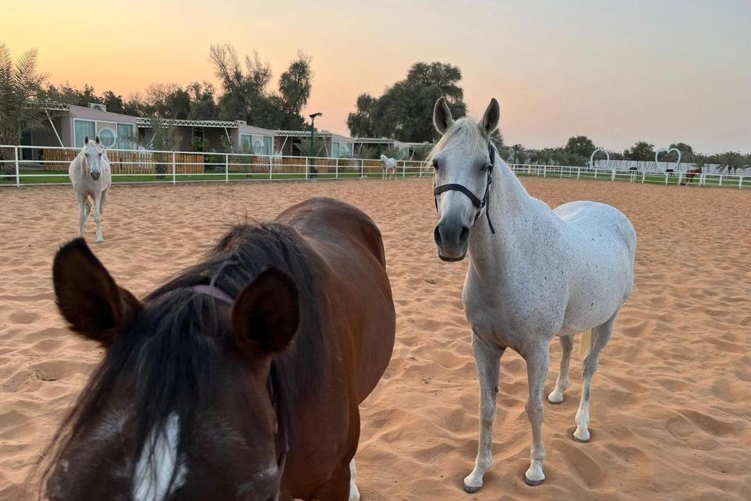 Photo of Others in Ras Al Khaimah