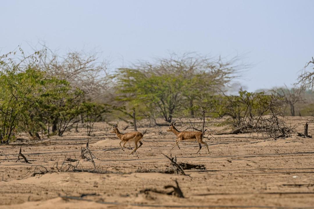 Photo of Others in Umm al Quwain