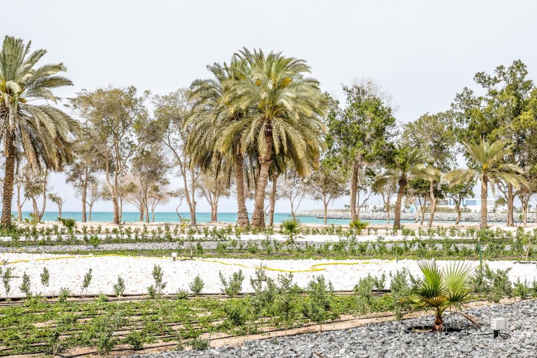 Photo of Others in Jebel Dhanna