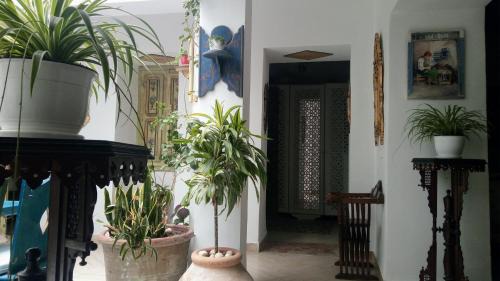Medina of Tunis House | El Patio Courtyard House